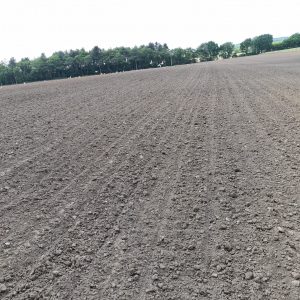 Seed be preparation