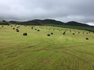Silage Bales - Anglesey