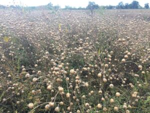 Linseed ready for harvest