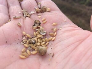 Linseed harvested crop