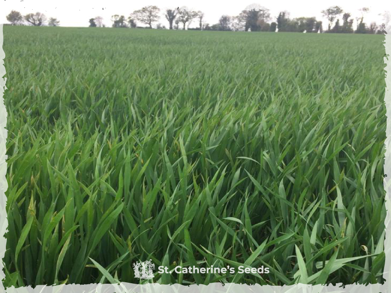 Winter Wheat grown after White Mustard Green Manure