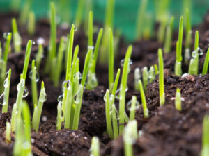 Reseeding with St. Catherines