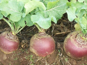 Swedes as forage feed