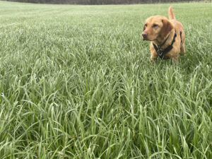 St Catherines Seeds - Agricultural Grass Seed Merchant