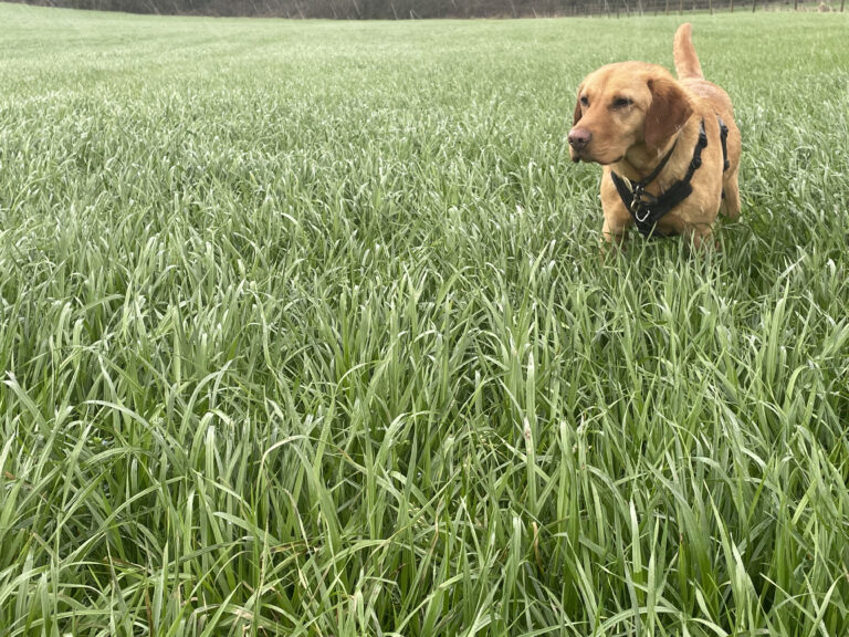 St Catherines Seeds - Agricultural Grass Seed Merchant