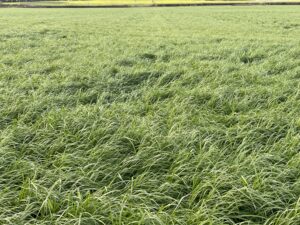 St Catherines Seeds - Agricultural Grass Seed Merchant