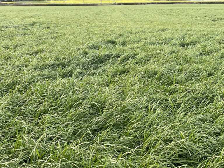St Catherines Seeds - Agricultural Grass Seed Merchant