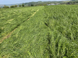 St Catherines Seeds - Agricultural Grass Seed Merchant - Lambs