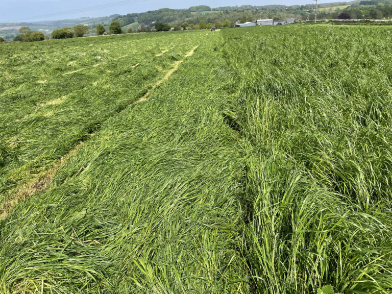 St Catherines Seeds - Agricultural Grass Seed Merchant - Lambs