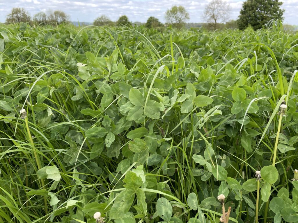 St Catherines Seeds - Agricultural Grass Seed Merchant - Lambs