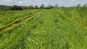 Downsview Ice Cream, Sussex with St. Catherines Agricultural seeds