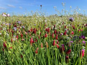 Countryside Stewardship scheme mixtures from St. Catherines Seeds
