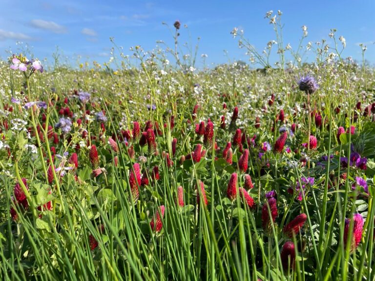 Countryside Stewardship scheme mixtures from St. Catherines Seeds
